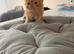 Beautiful Persian Kittens – Ready Soon