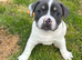 French bulldog x staff