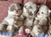 Stunning Rare Lilac Merle Pom Babies