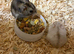 Russian dwarf hamsters