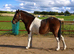 Dartmoor x Appaloosa Gelding