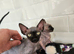 Canadian sphynx