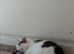Cute cat, pretty precious
