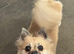 Gorgeous female Pomchi