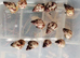 Limicolaria agathina baby snails x 3