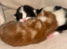 2 x very cute fluffy kittens