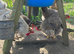 Cream created legbar hatching eggs &pound;3 each