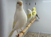 Canaries