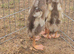 X3 fawn and white indian runner ducks