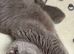 Pedigree British Shorthair Kittens