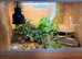 Leopard gecko and set up