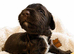 Beautiful Sproodle Puppies