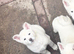 Japanese Akita Puppies