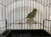 Good quality fife canaries
