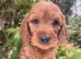 Beautiful cavapoo puppies for sale