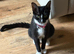 Beautiful 10 month old kittens