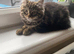 Male kitten