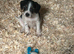 JR PUPPIES