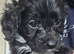Cavapoo puppies f1 tiny miniature full dna clear