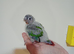 Hand rearing suncheek & Greencheek baby