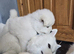 SAMOYED PUPPIES