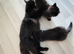 1 gorgeous Maine Coon X girl left from litter of 4