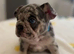 French bulldog puppies