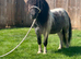 Miniature Shetland riding gelding