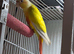 2 female conures 10 weeks old