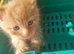 Felix need's a forever home