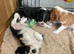 K C Reg Cavalier King Charles
