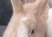 Female Rabbit