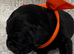 Exceptional RKC Reg Labrador puppies