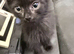 Mixed breed black kitty