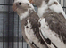 Cockatiels for sale.