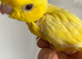 Handtame baby girl linnie