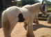 Cob colt