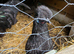 Cr&egrave;vec&oelig;ur chicken Hatching eggs (rare breed)