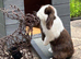 Beautiful Chocolate Split Female Mini Lop looking for a living home