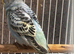 Budgies for sale