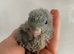 2 gorgeous handtame baby lineolated parakeets