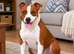Beautiful quality red staffordshire bullterrier