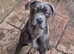 8 month old female cane corso D.O.B 05.09.2025