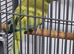 Beautiful rare ringneck talking parrot