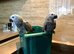 Baby African grey