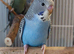 Blackface baby budgies and splits