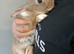 Beautiful tiny Dutch/Lionhead babies