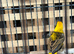 napoleon weaver finches