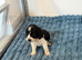 4 gorgeous cockapoo pups available in 10days