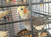 4 month old cockatiel